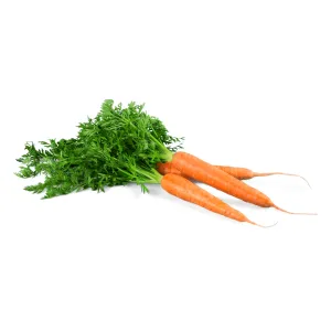 Carrot Bolero Seeds | West Coast Seeds