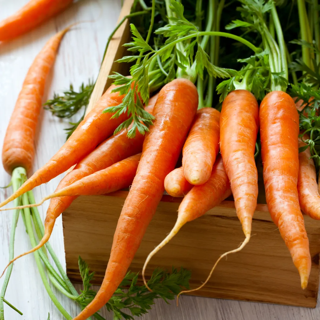 Carrot Bolero Seeds | West Coast Seeds