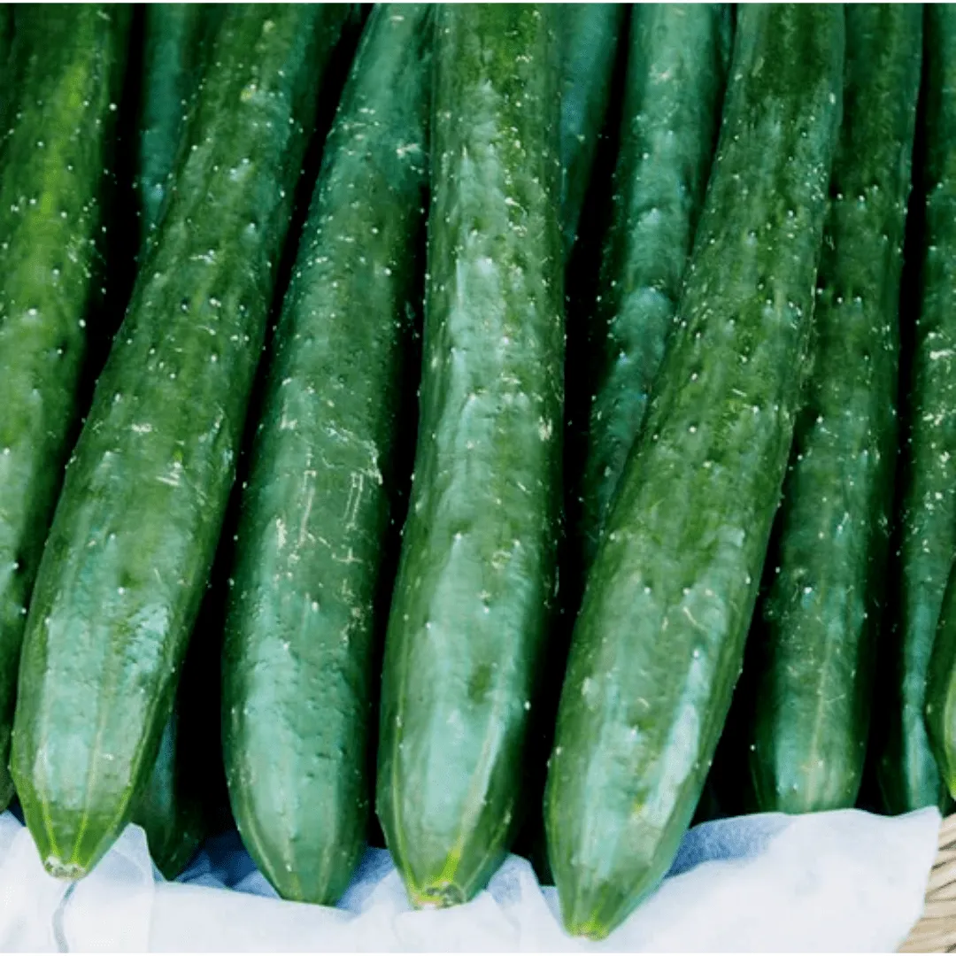 Cucumber Tasty Emperor Seeds | West Coast Seeds