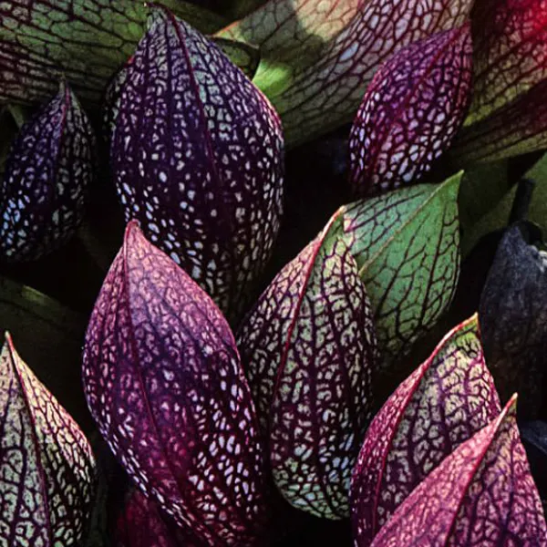 Sarracenia x gilpinii