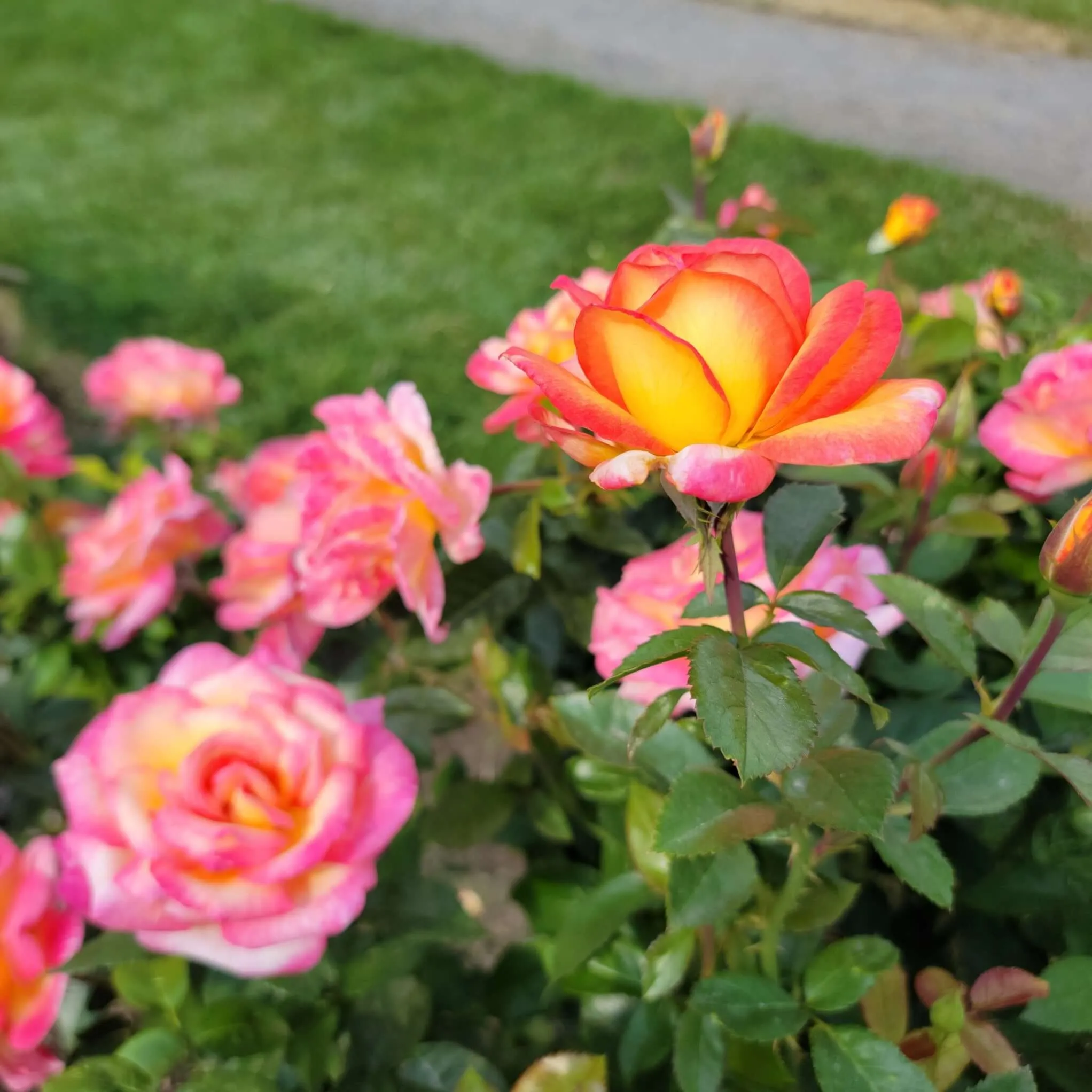 Sheila’s Perfume Rose