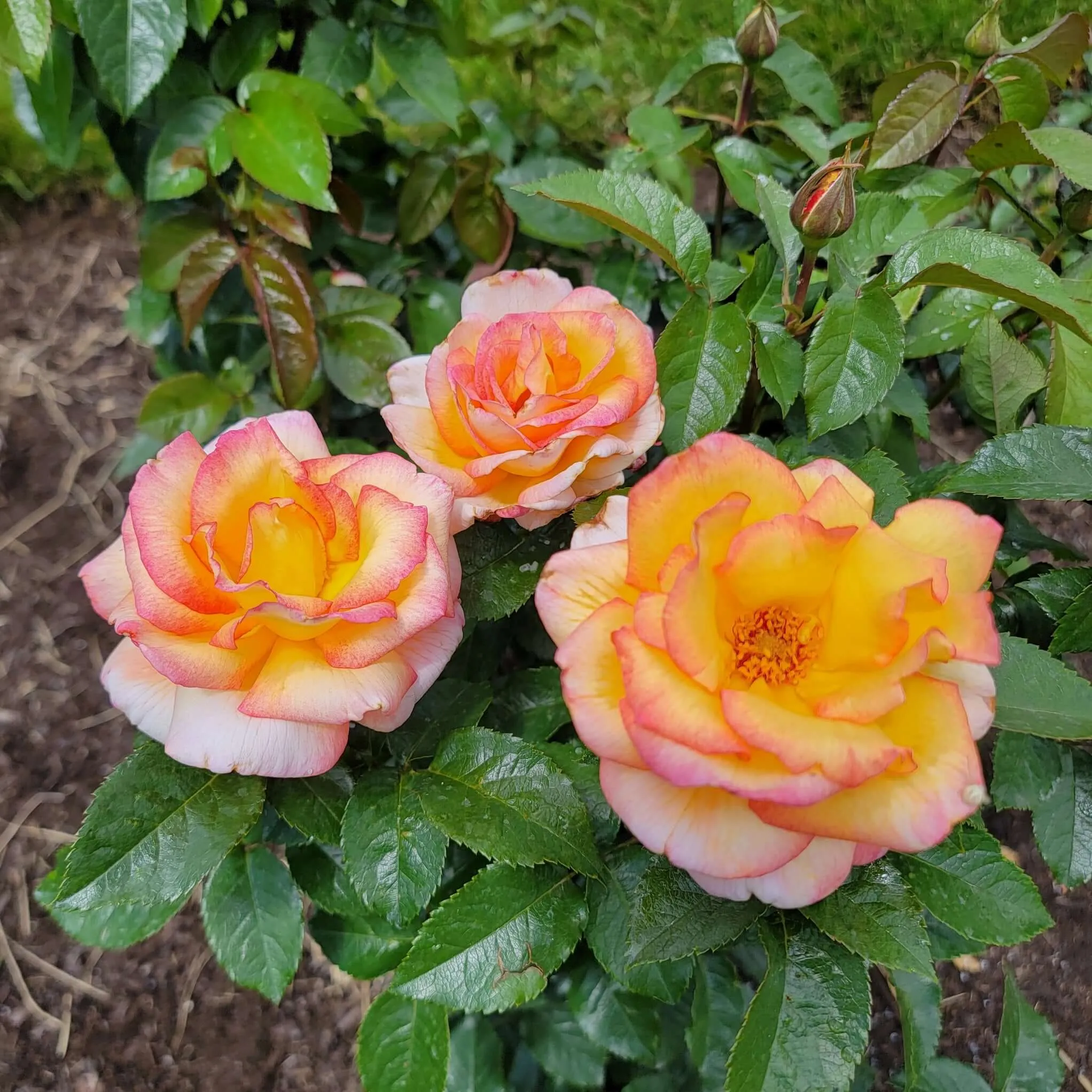 Sheila’s Perfume Rose