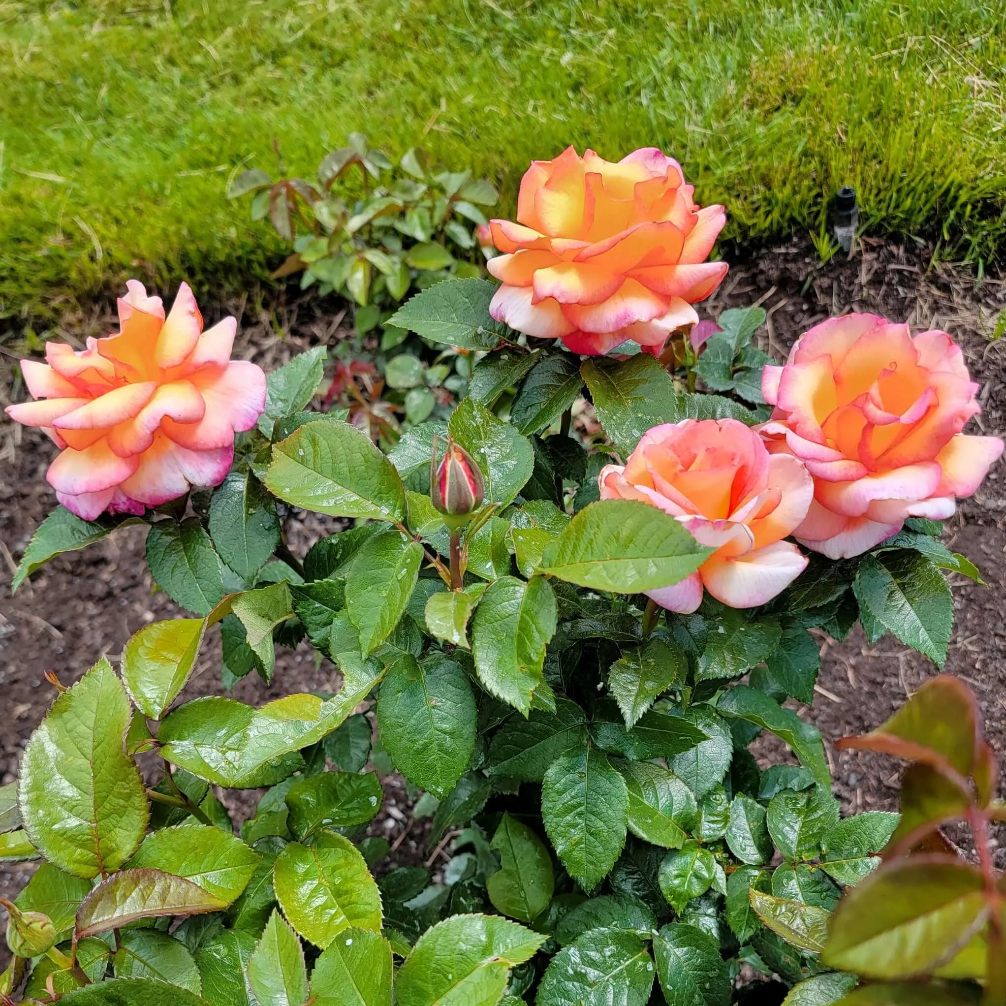 Sheila’s Perfume Rose