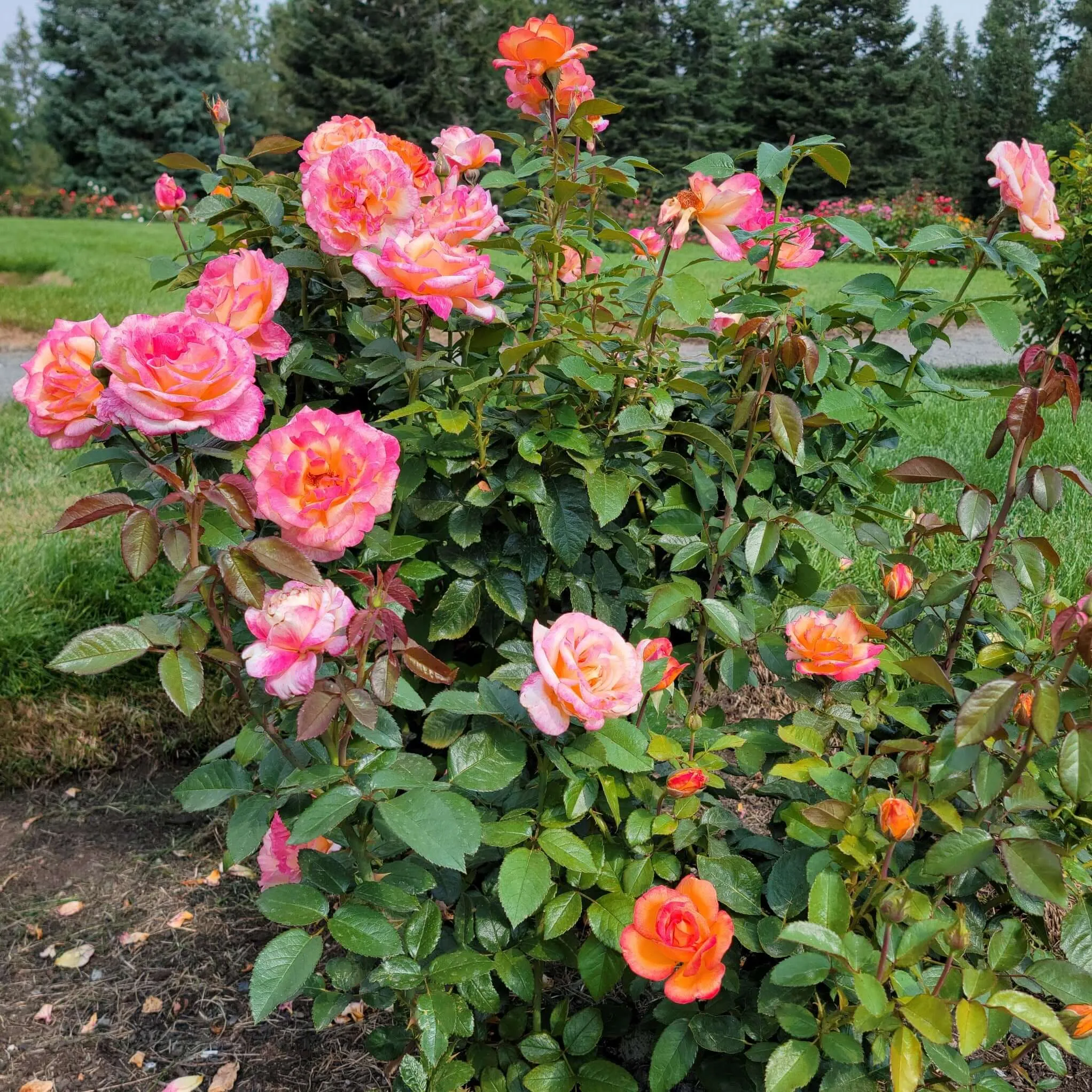 Sheila’s Perfume Rose