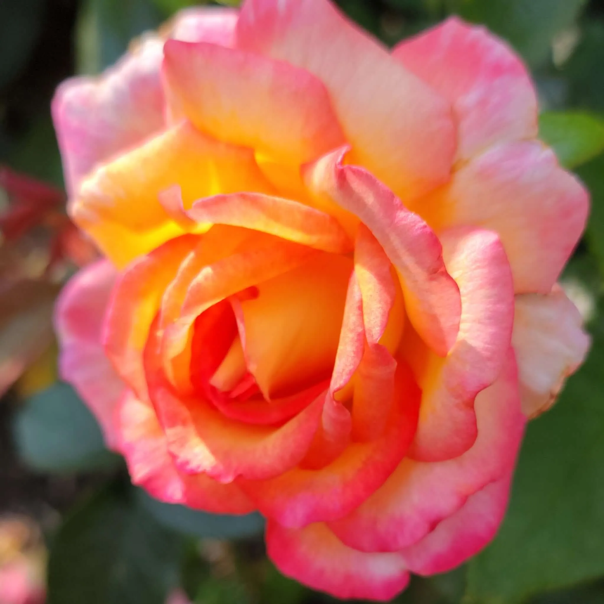Sheila’s Perfume Rose