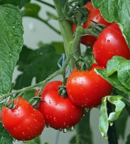 Tomato Montecarlo Hybrid Seeds | Weston Seeds