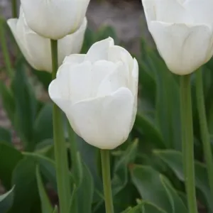 Tulip 'Antarctica'