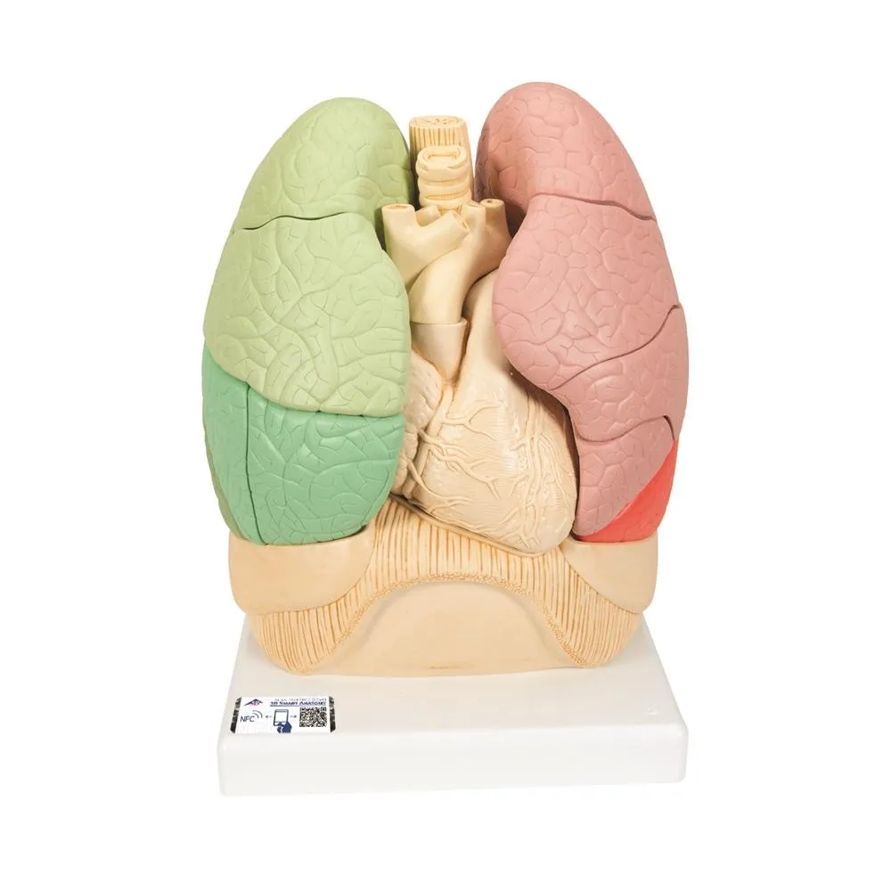 Wearable Auscultation and Standardized Patient Set "Advanced Lab" with BHS