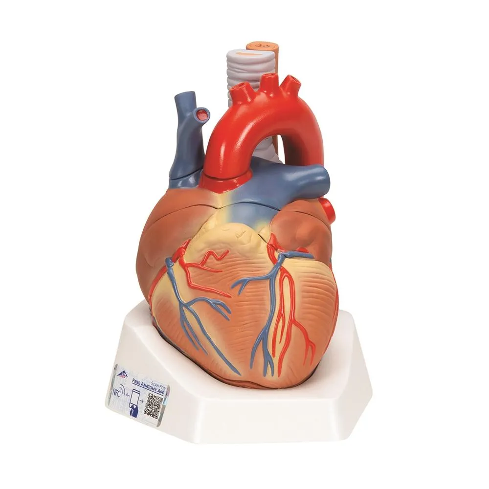 Wearable Auscultation and Standardized Patient Set "Advanced Lab" with BHS